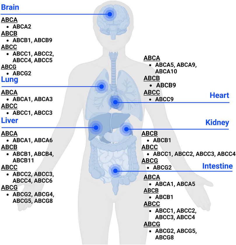 OUTLET SALE- 訳あり品など大放出 | Frontiers Efflux and disposition drug in transporters ABC トップス
