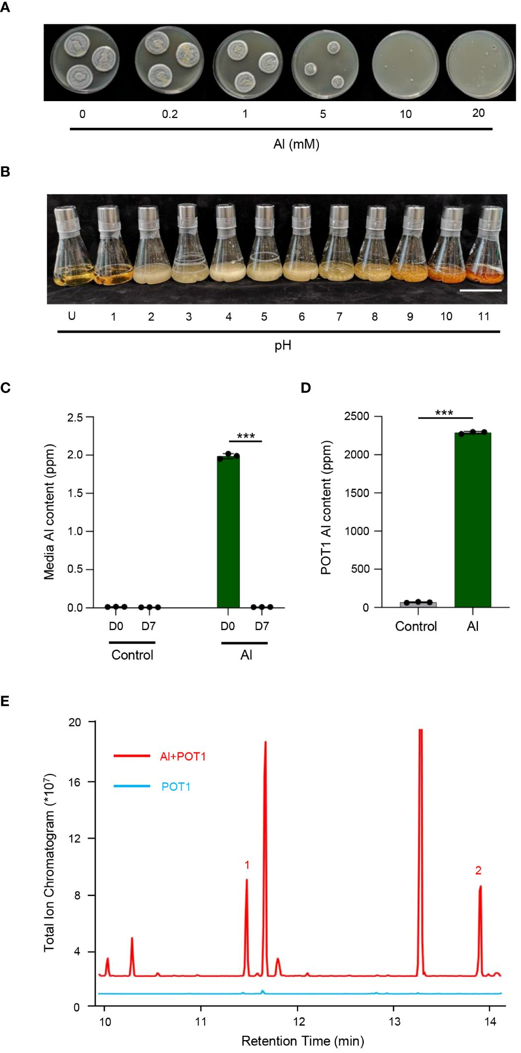 A noncoding regulatory variant in IKZF1 increases acute lymphoblastic  leukemia risk in Hispanic/Latino children: Cell Genomics