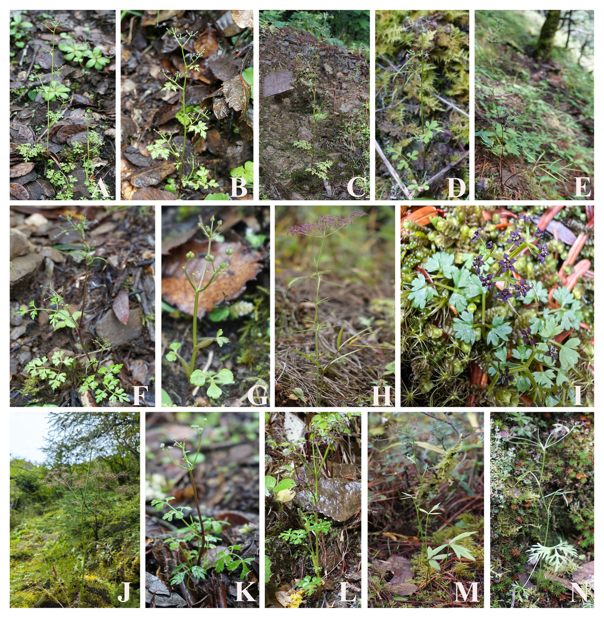 パンダ Frontiers | Phylogeny, adaptive evolution, and taxonomy of