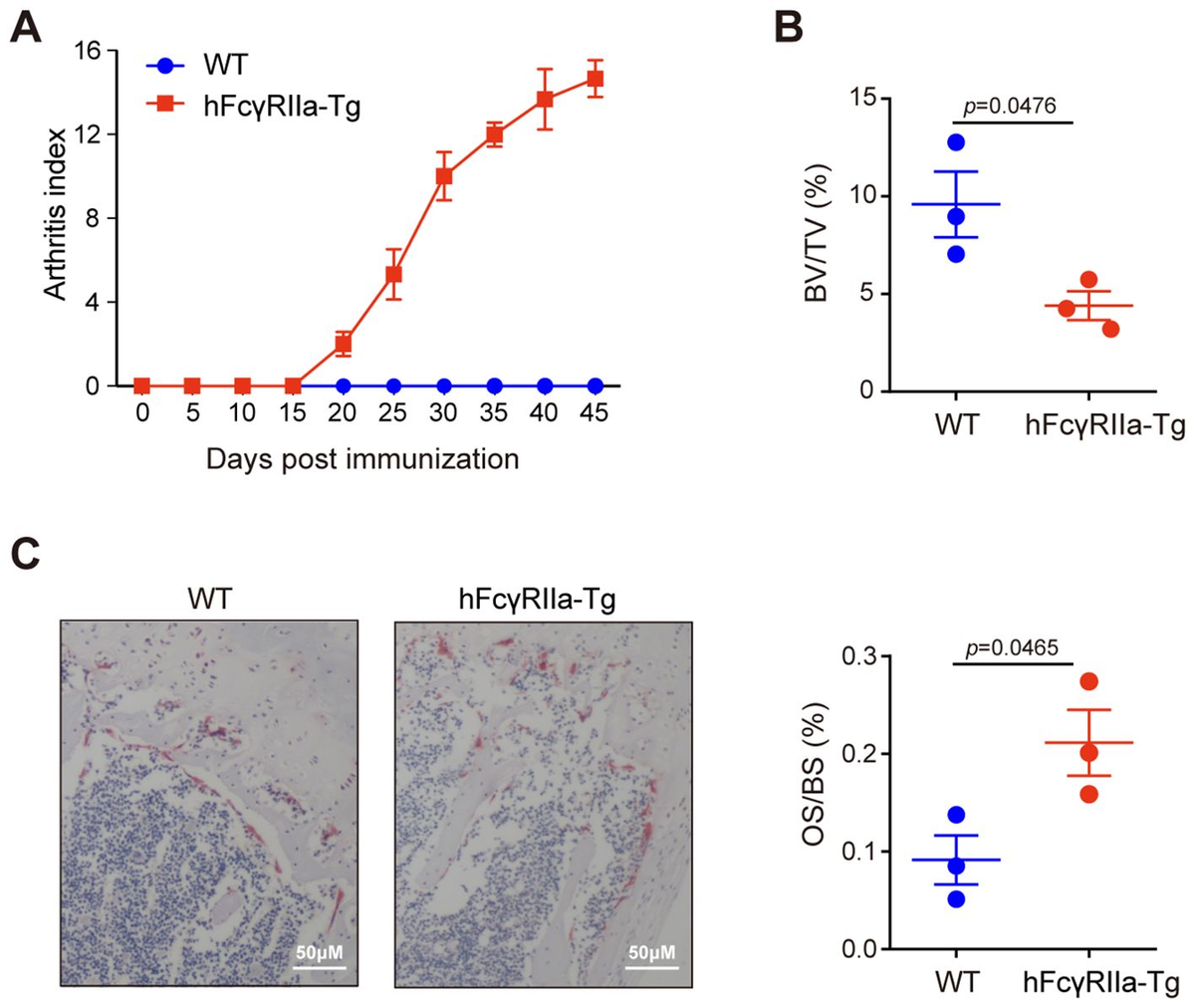 Frontiers | hFcγRIIa: a double-edged sword in osteoclastogenesis 