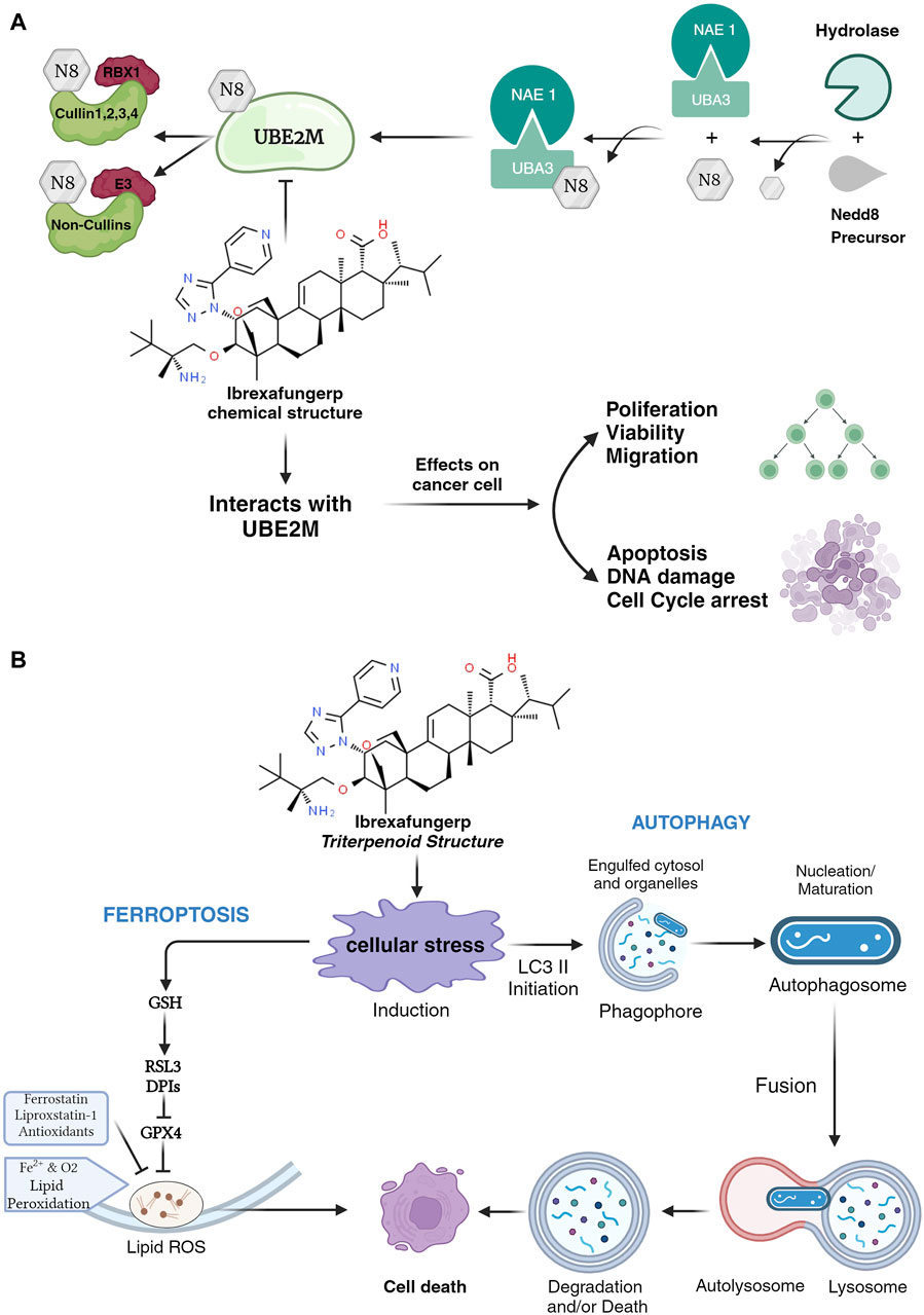 Frontiers | Repurposing therapy of ibrexafungerp