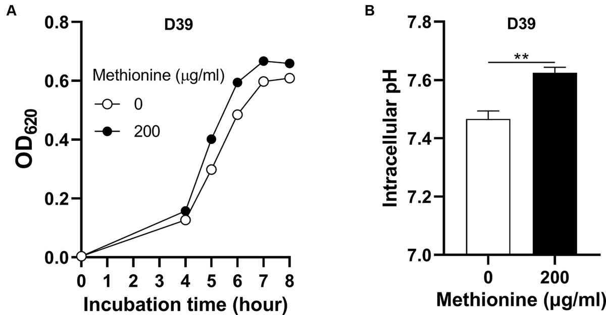 Frontiers | Glutamine enhances pneumococcal growth under