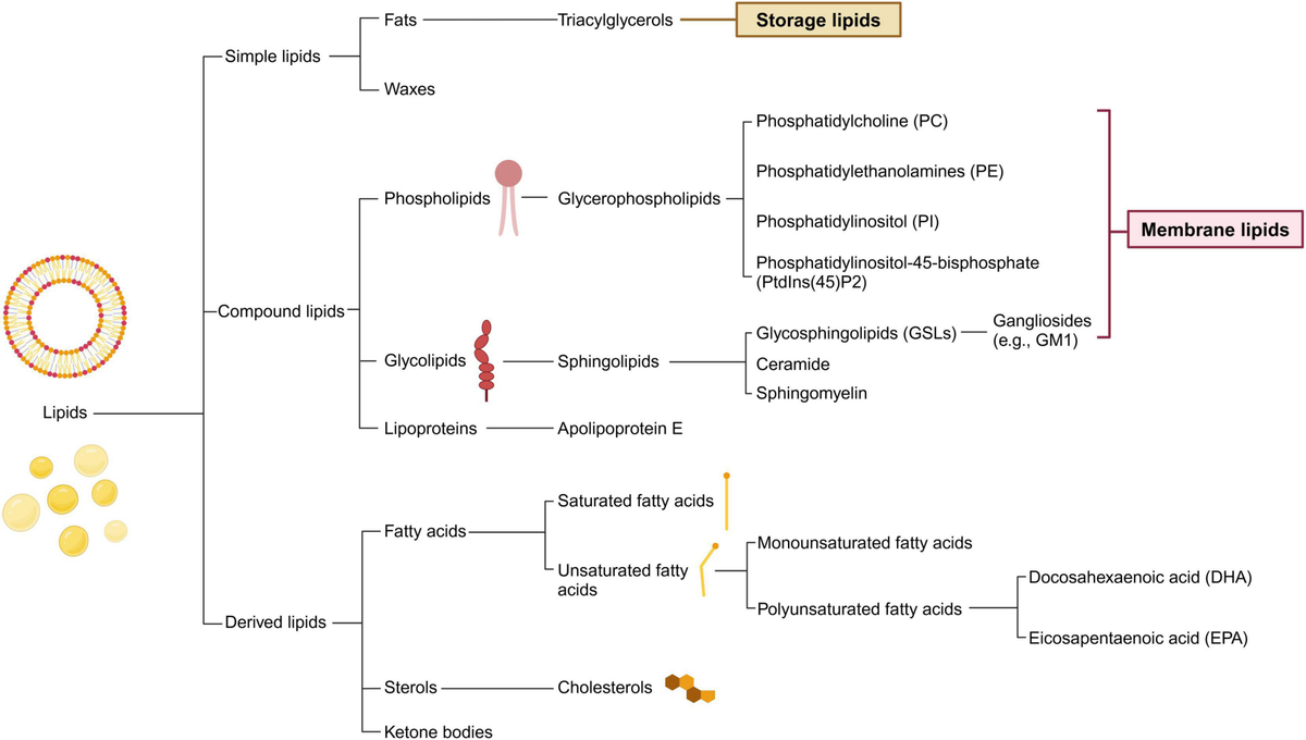 海外ブランド  Frontiers potential metabolism: lipid in insights New | K-POP・アジア