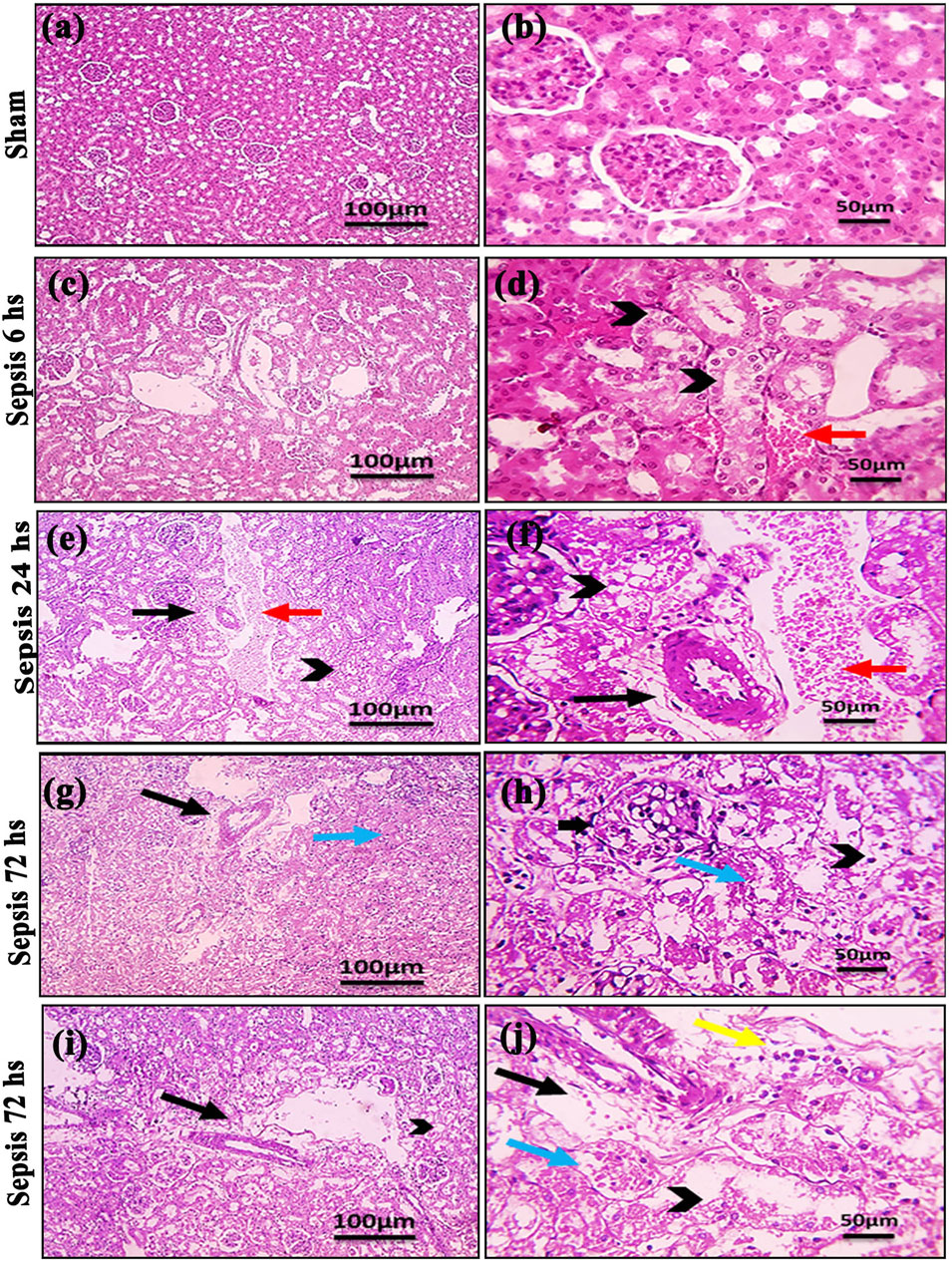 fphys-16-1430946-g001.jpg