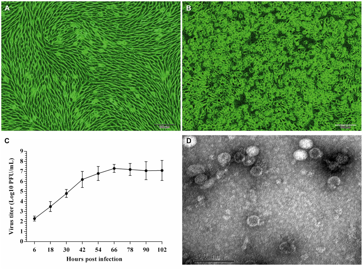Frontiers | First isolation, identification, and