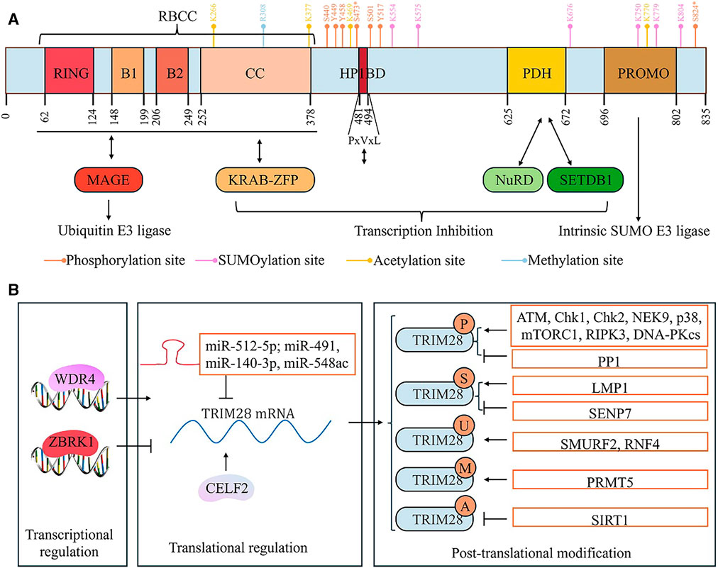 Frontiers | TRIM28 in cancer and cancer therapy