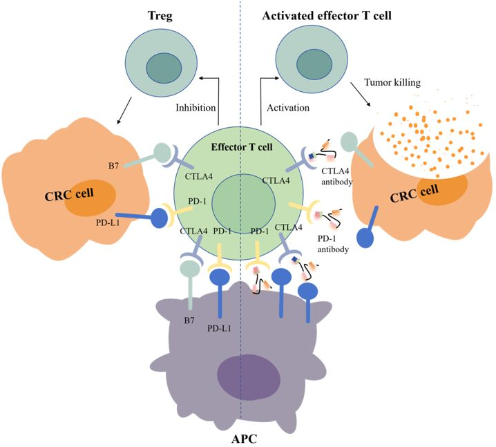 Frontiers | Immunotherapy for colorectal cancer