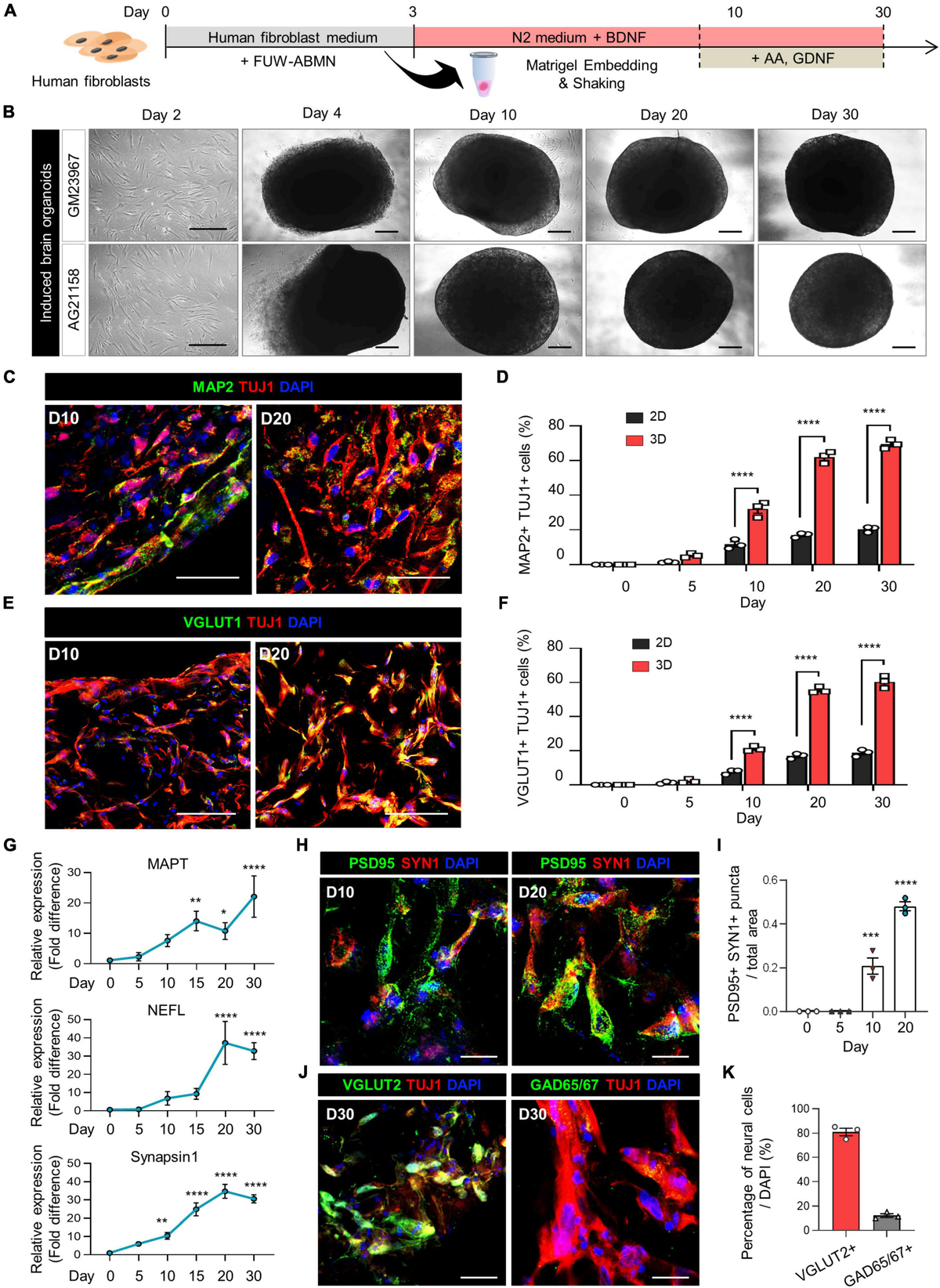 Modeling APOE ε4 familial Alzheimer's disease in directly ... - Frontiers