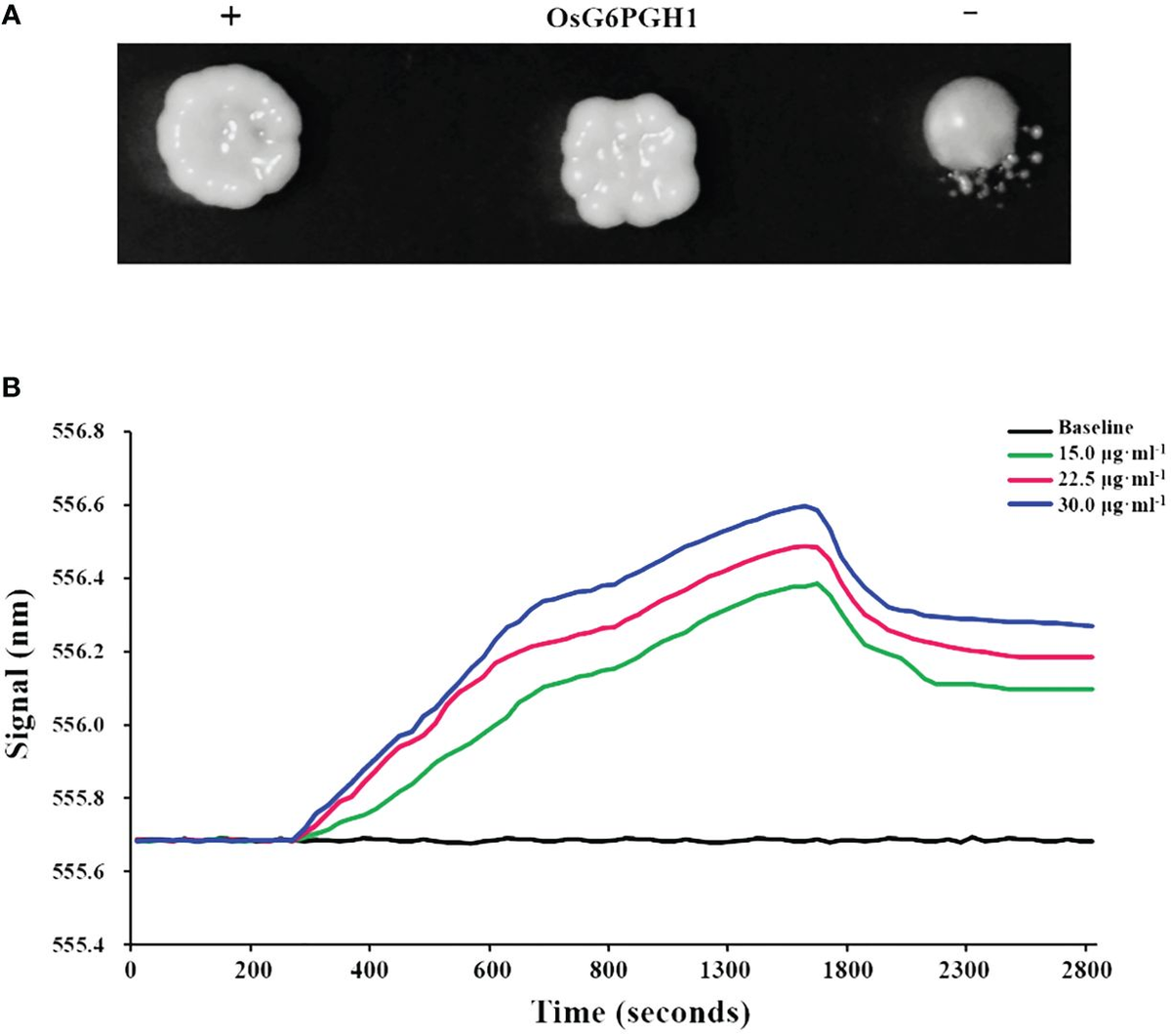 Frontiers | OsG6PGH1 affects various grain quality traits