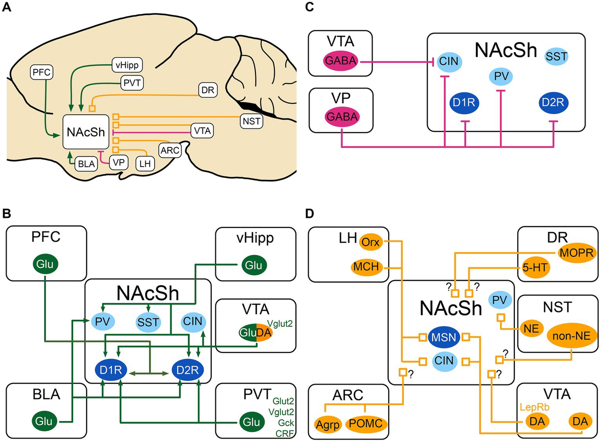 Frontiers | The nucleus accumbens shell: a neural hub at the