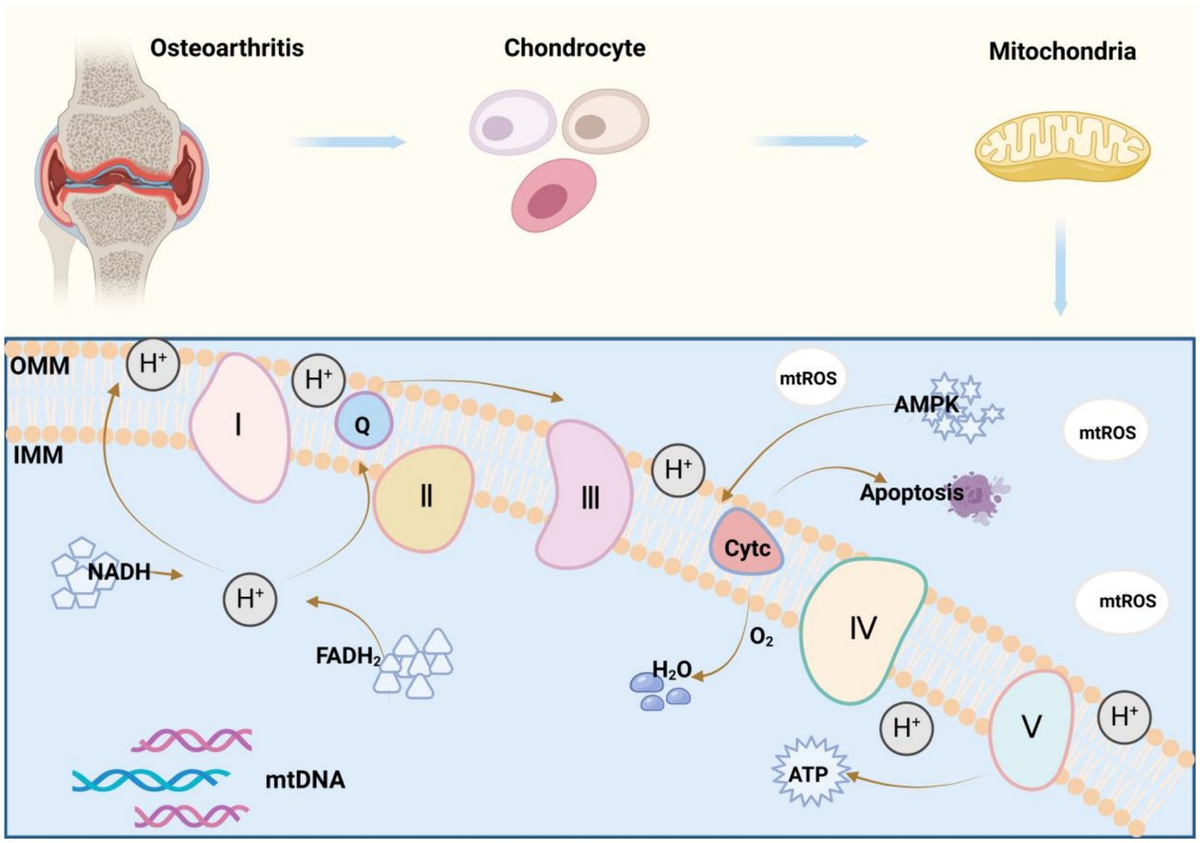 Frontiers | Effects of multi-organ crosstalk on the