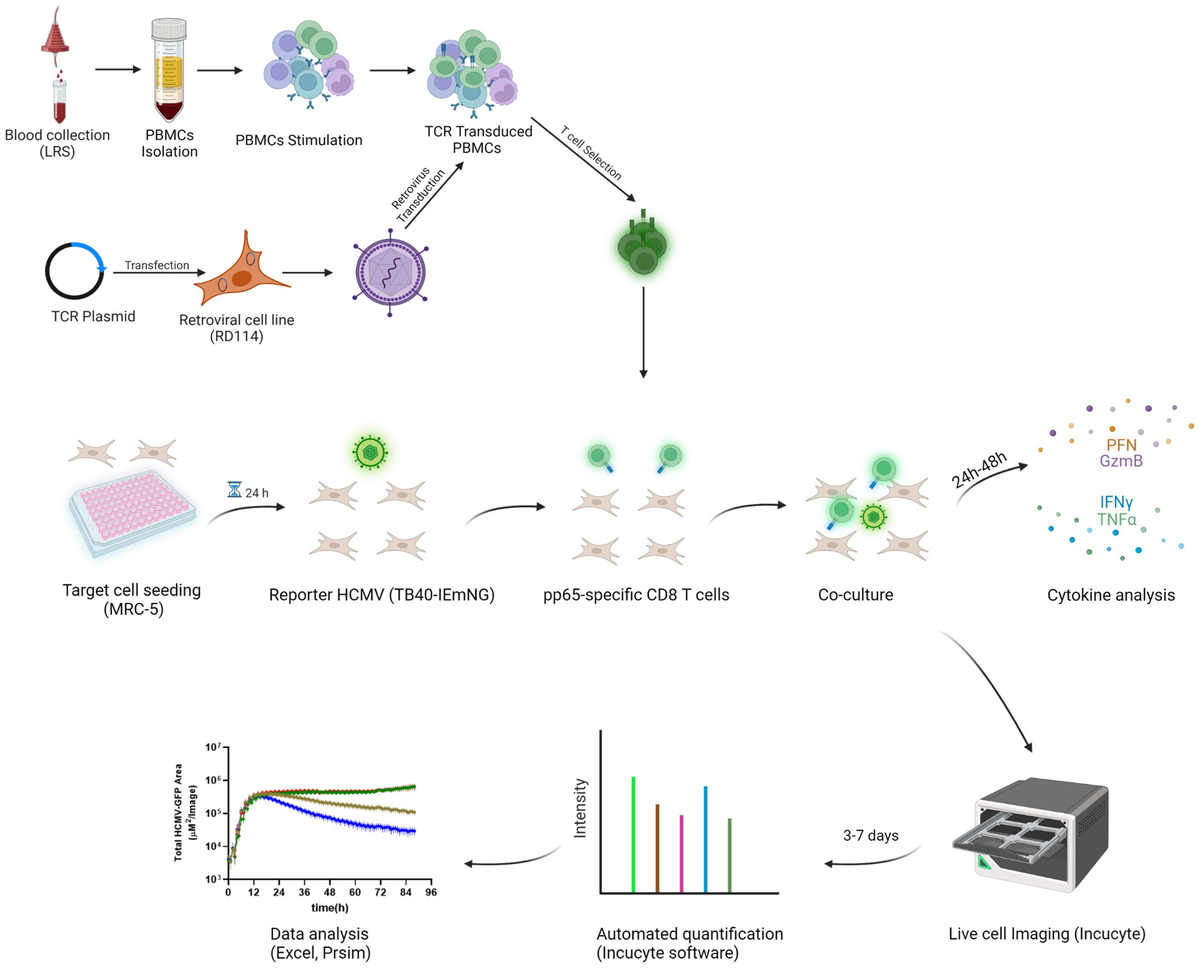 lsm-2004 pimpandhost 1038)))))))''''' Dynamic monitoring of viral gene expression reveals rapid antiviral effects  of CD8 T cells recognizing the HCMV-pp65 antigen - Frontiers