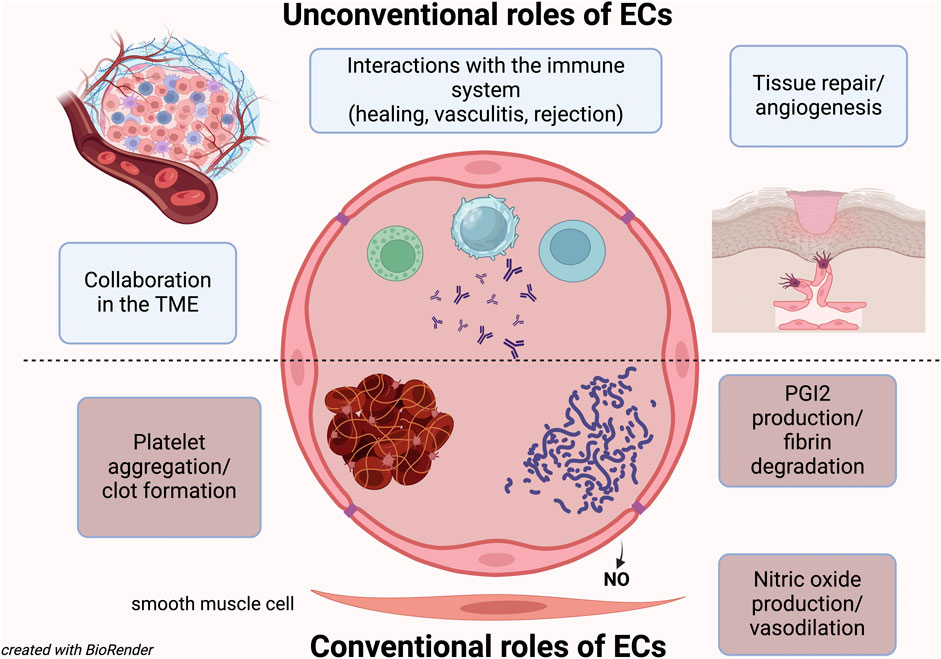 Editorial: Unconventional roles of endothelial cells Biology Diagrams