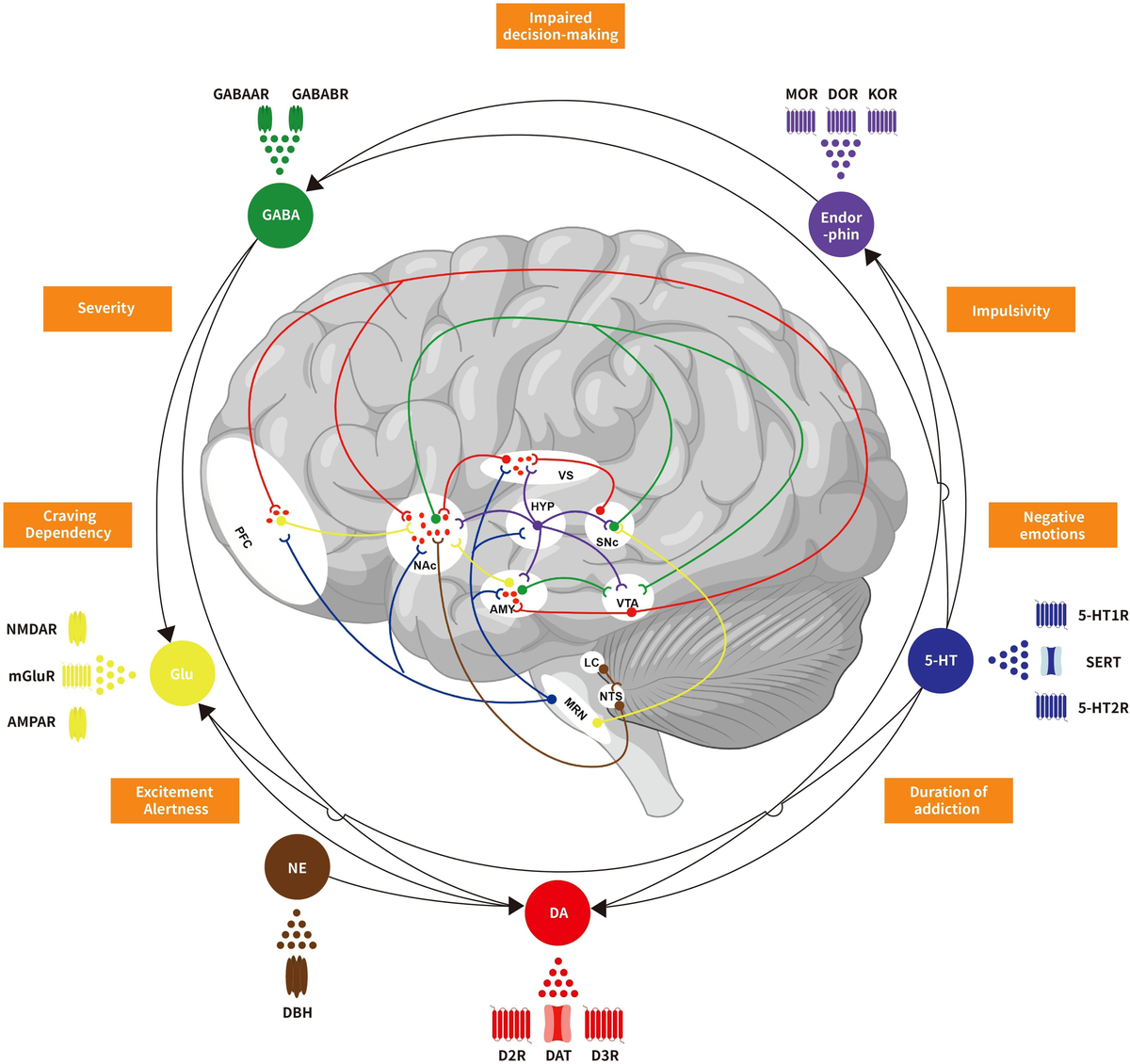 Frontiers | Neurotransmitters crosstalk and regulation in