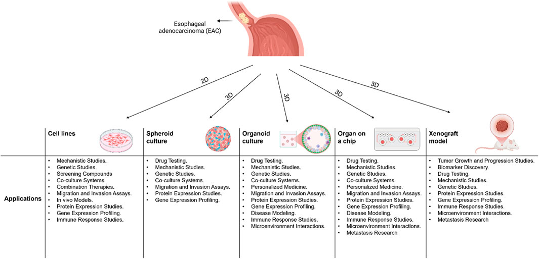 REVIES スペシャルセット Frontiers | Esophageal adenocarcinoma models: a closer look