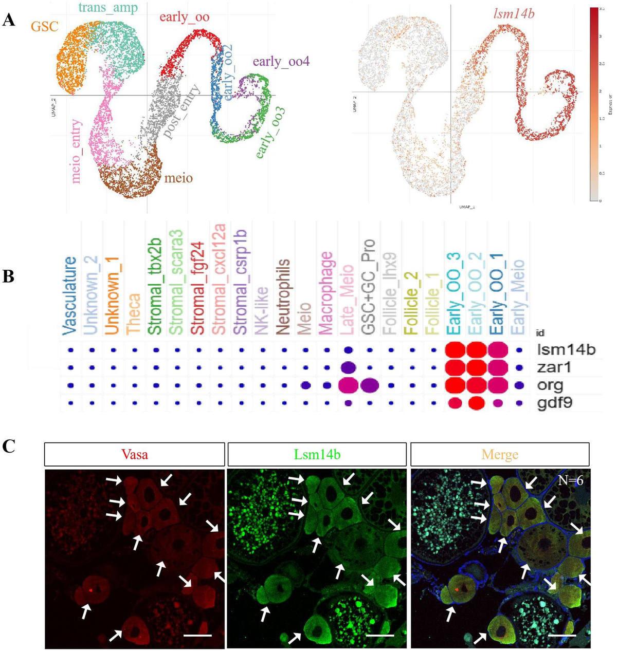 lsm14 Frontiers | Lsm14b controls zebrafish oocyte growth by regulating  polyadenylation of the mRNA poly(A) tail