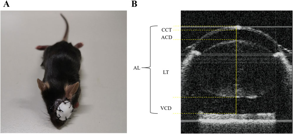 洋書 The Mouse in Biomedical Research 3 The Mouse in Biomedical Research (Vol. III): Normative