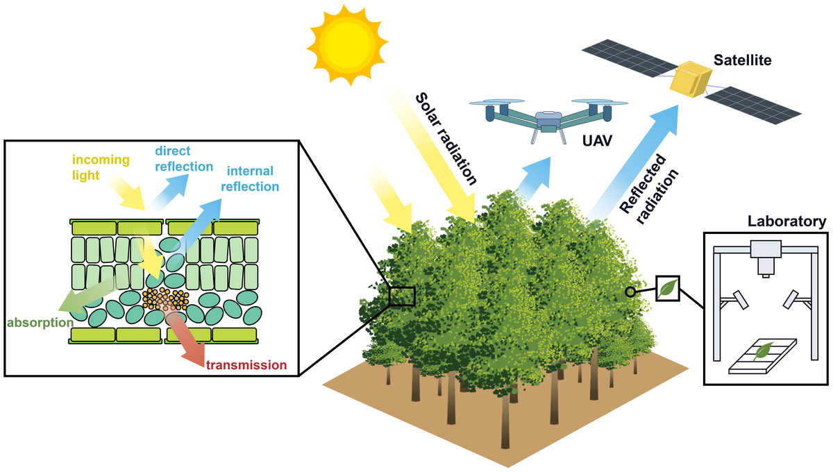 Frontiers | Advances in the tea plants phenotyping using