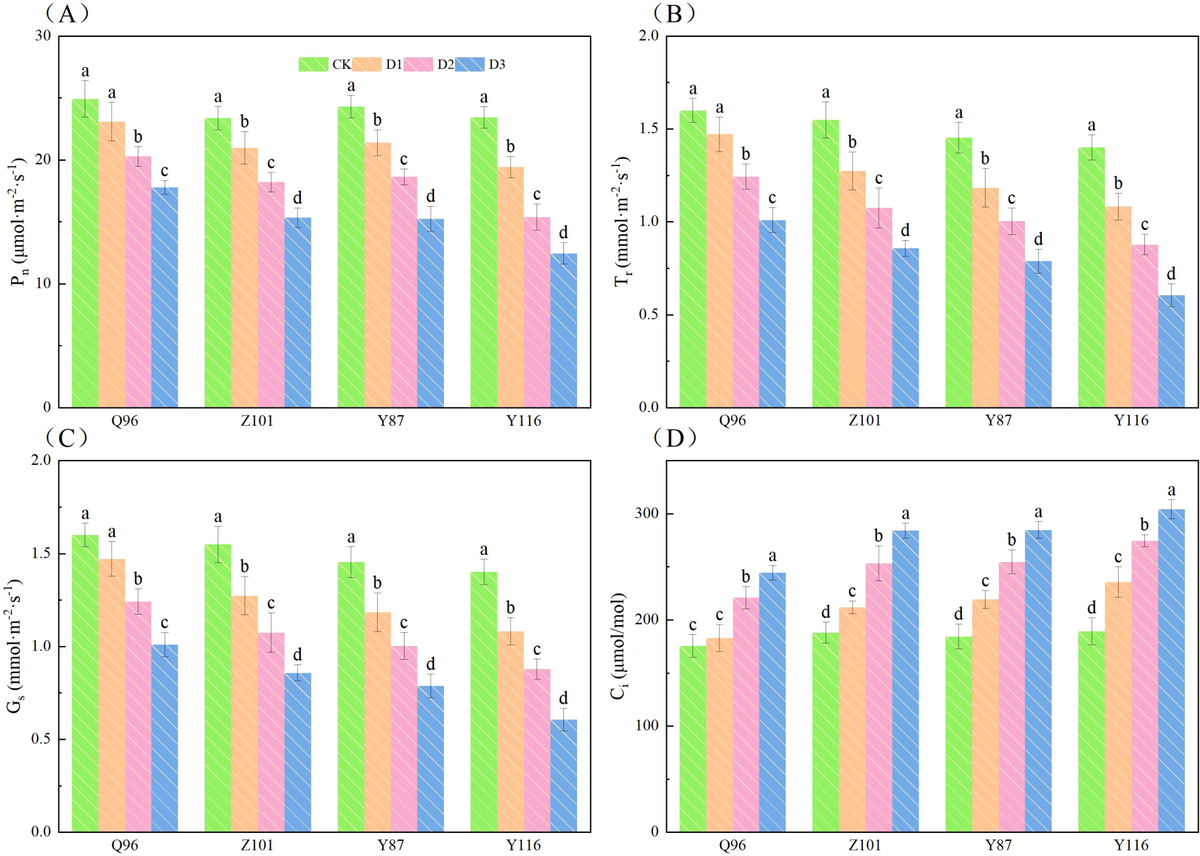 い Population Dynamics of Cypripedium macranthos Sw. and Its