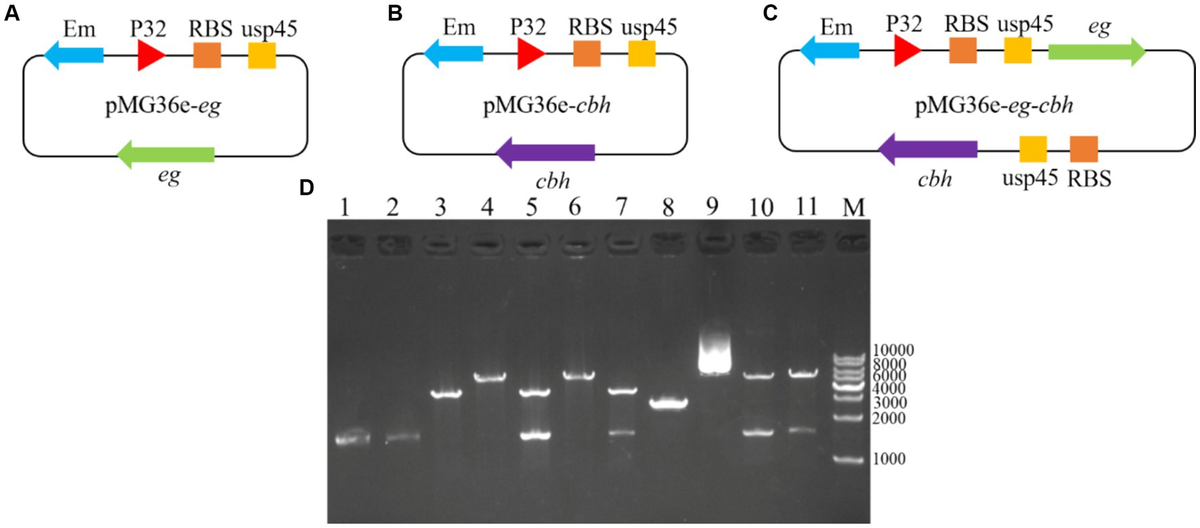 Frontiers Coexpression of endoglucanase and cellobiohydrolase from