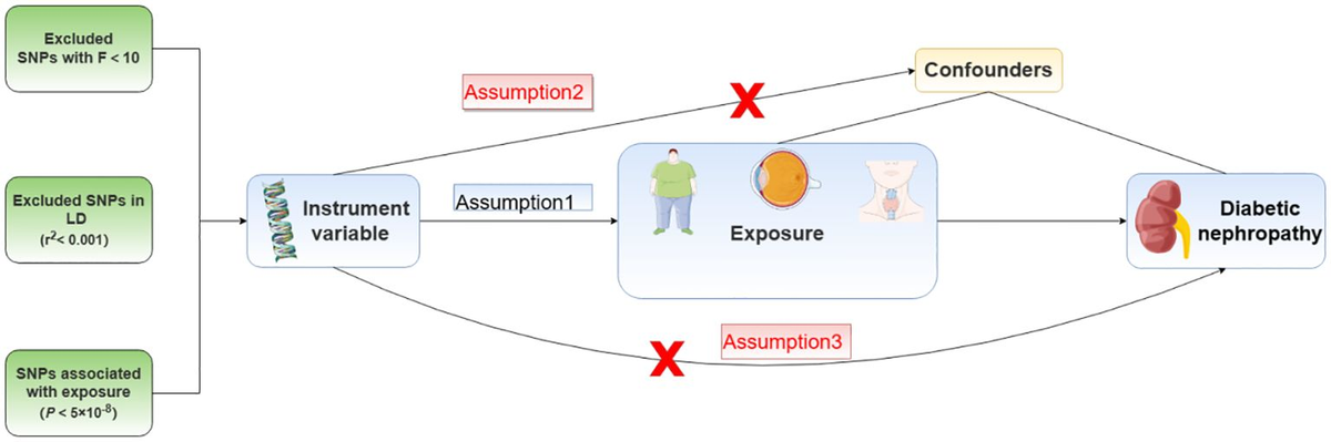 Frontiers | Mendelian randomization analysis reveals causal