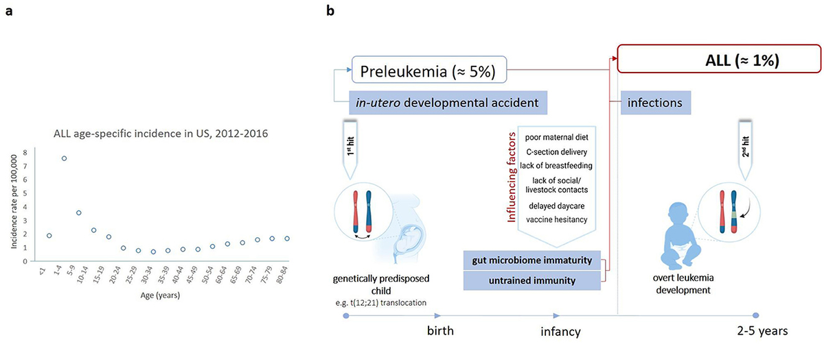 Frontiers | A gut instinct for childhood leukemia prevention