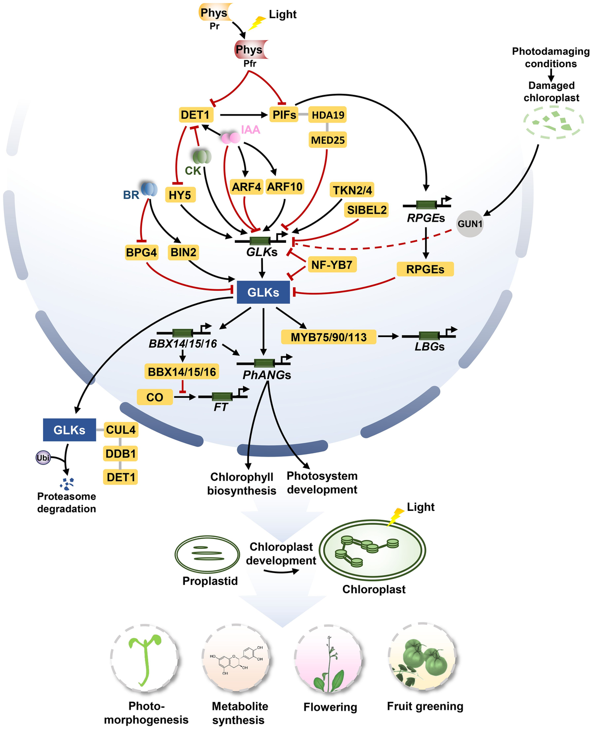 Eukaryotic Transcription Factors ハードカバー gr1.jpg