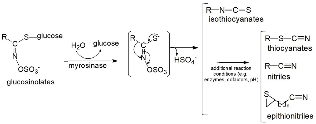 Frontiers | The role of isothiocyanate-rich plants and