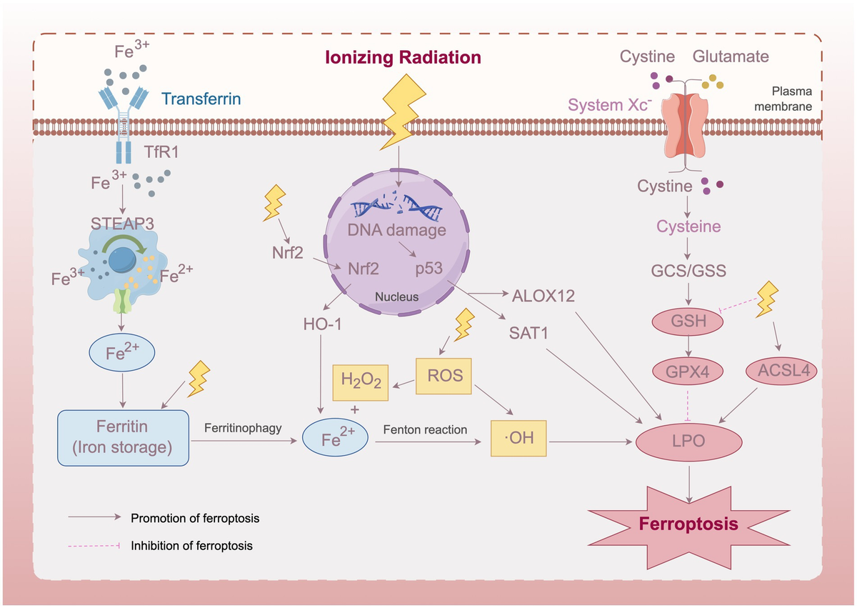 Frontiers | Ferroptosis: a new perspective on the