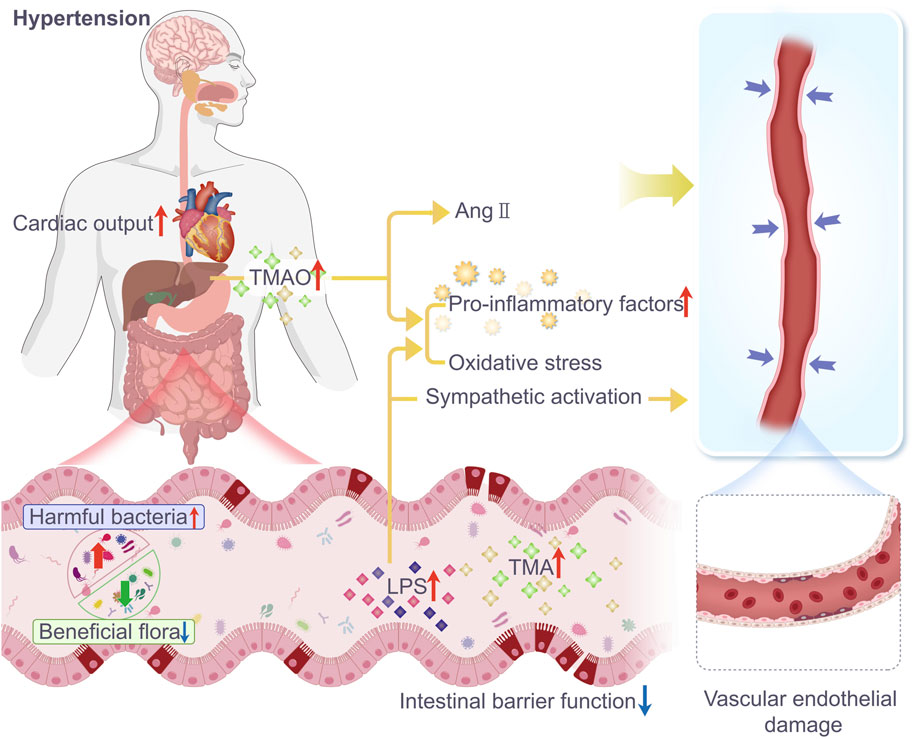 Frontiers | Research progress of traditional Chinese medicine ...