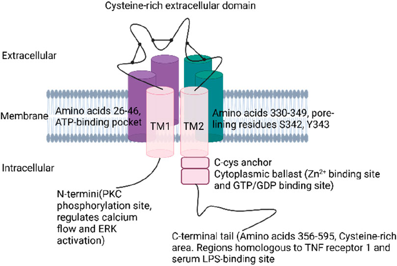 新品正規品  Unlocking | Frontiers the P2X7 of potential therapeutic 帽子