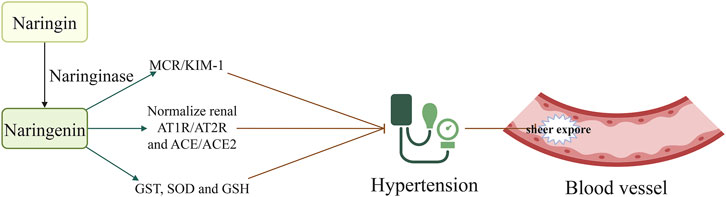 Frontiers | Role of naringin in the treatment of atherosclerosis