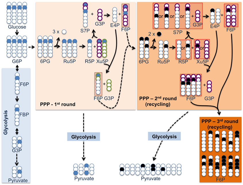 プロテイン PPP Frontiers | Uncertainties in pentose-phosphate pathway flux