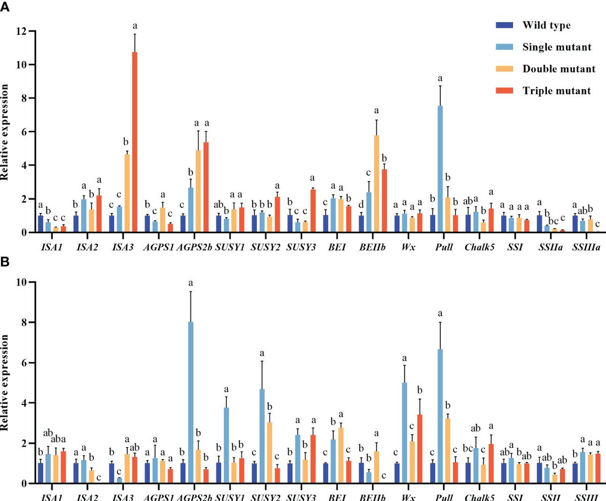 RIZE csm_srw_360__e7b8bcdeeb.jpg