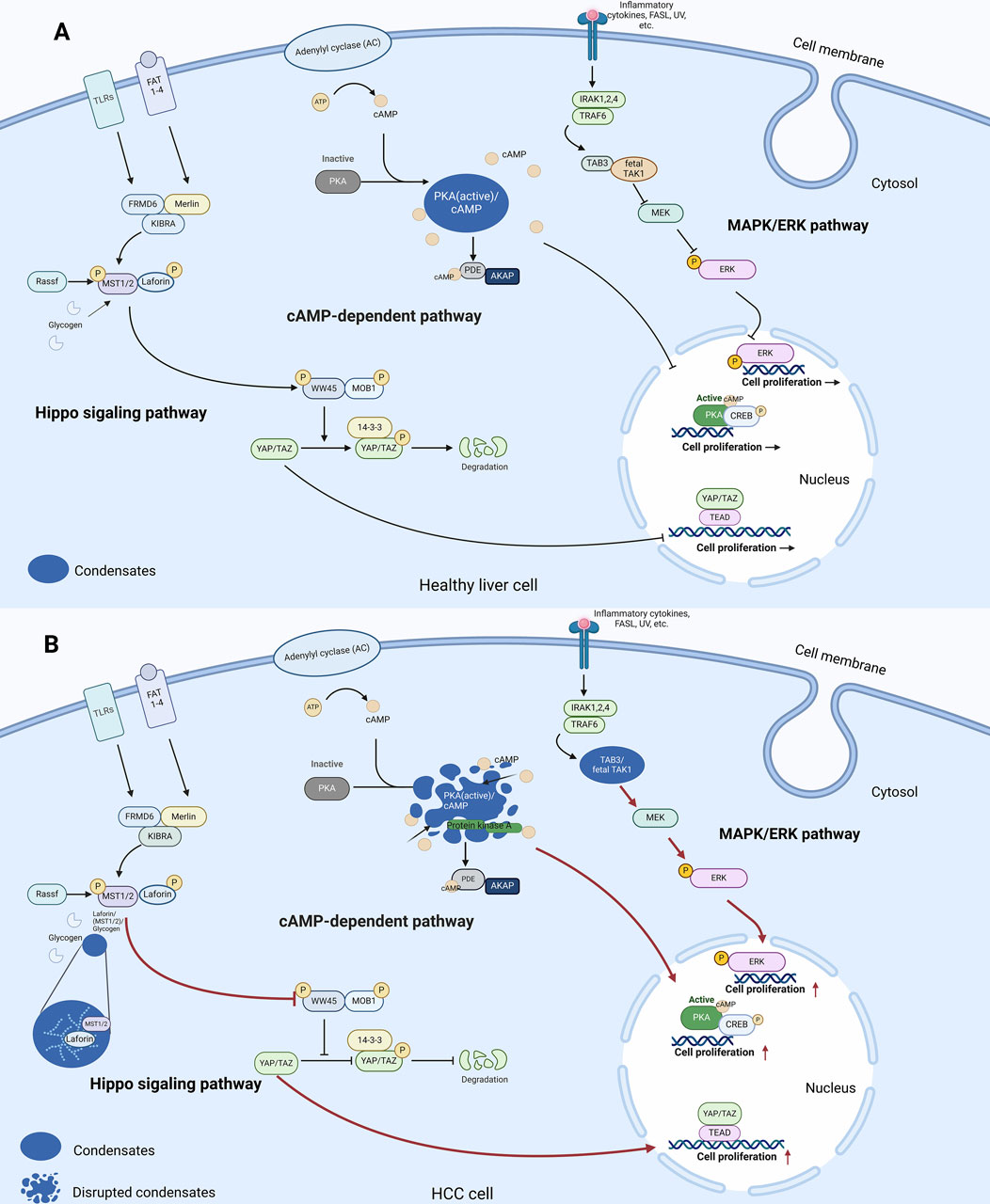 Frontiers | Liquid–liquid phase separation in hepatocellular