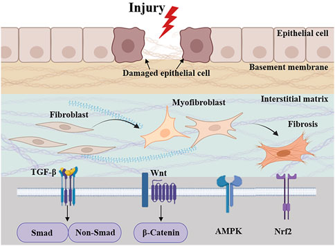 Frontiers | Advances in the pharmacological mechanisms of