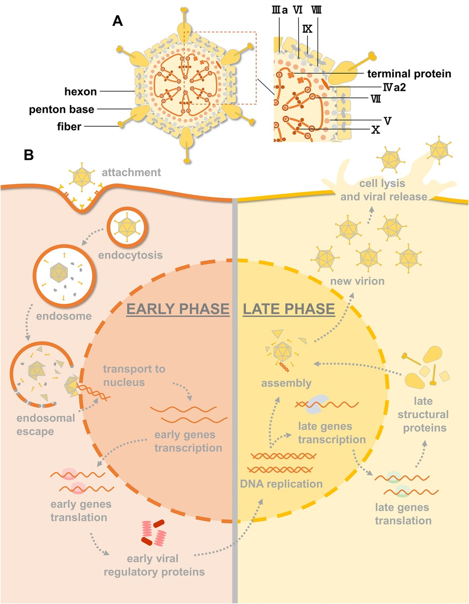 Frontiers | Current antiviral agents against human