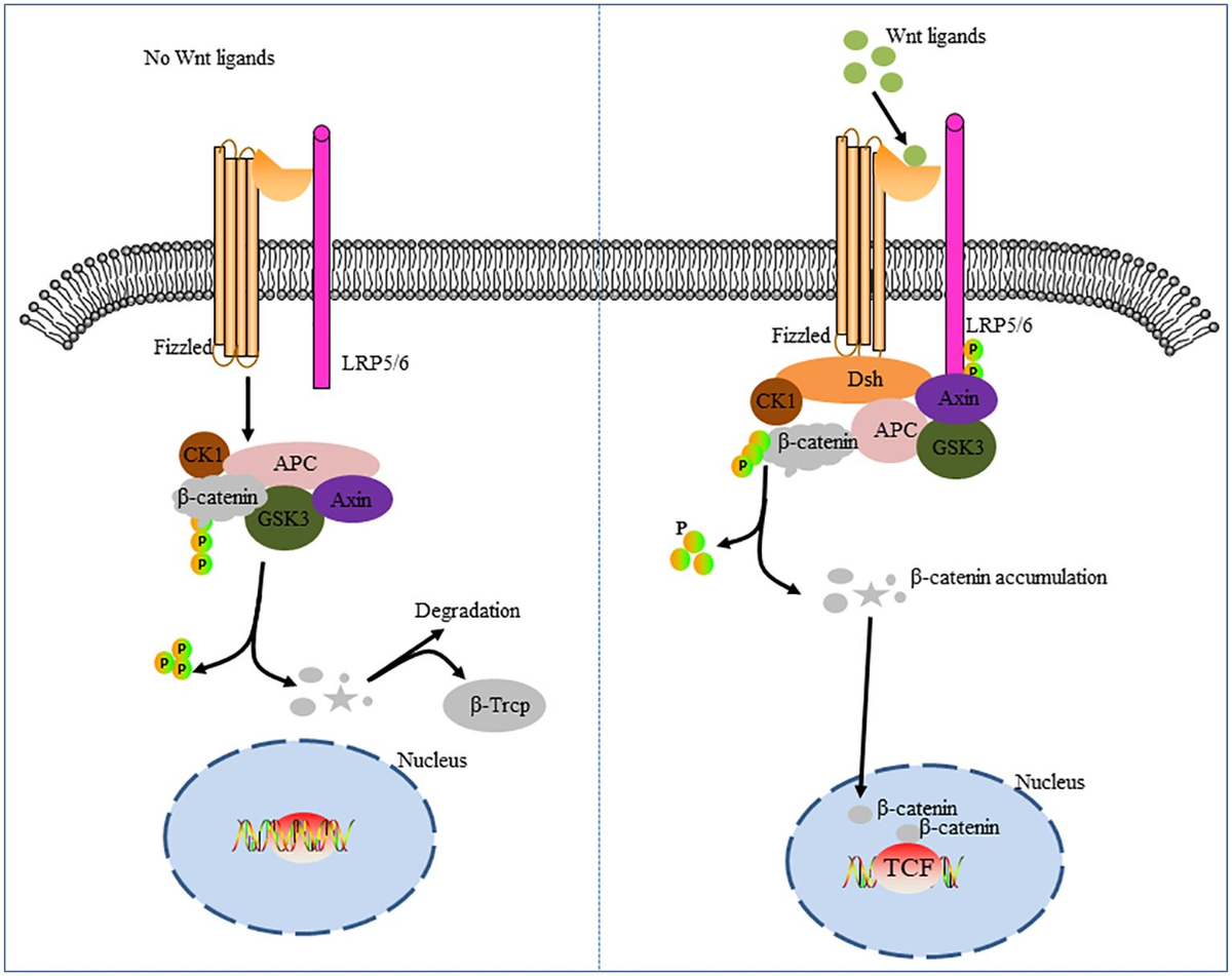 F FTO Alleviates CdCl2-Induced Apoptosis and Oxidative Stress