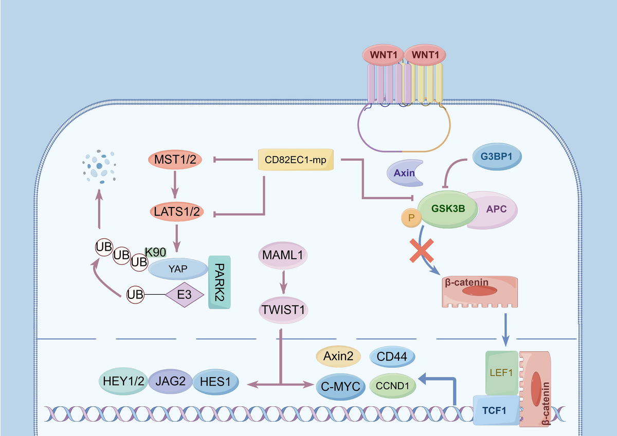 （お得な特別割引価格） Frontiers | in metastasis node lymph of Biomarkers 各種パーツ