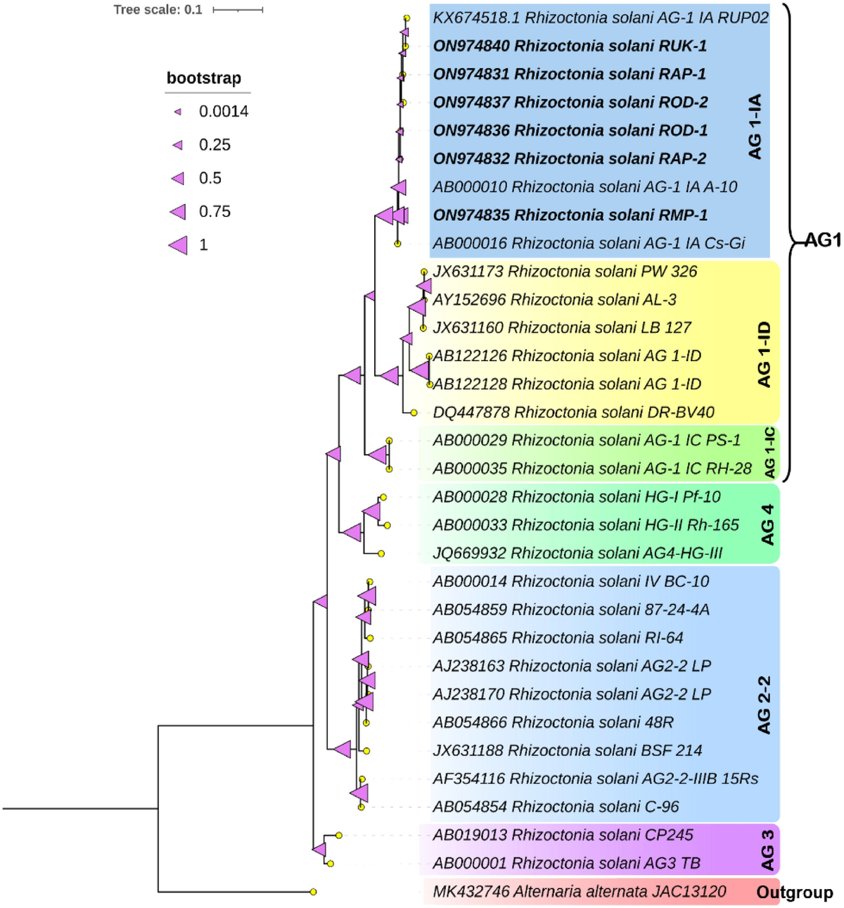 Bridal Smiles: Capturing Joy on Wedding Day | TikTok, image size:1200x1290