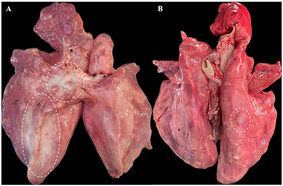 洋楽 Goreaphobia Morbidious Pathology 7EP Morbidious Pathology | GOREAPHOBIA