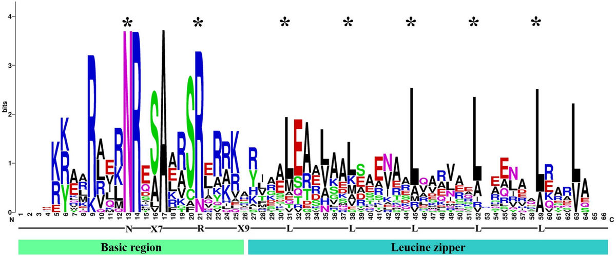 Frontiers | Genome-wide analysis and expression profile of