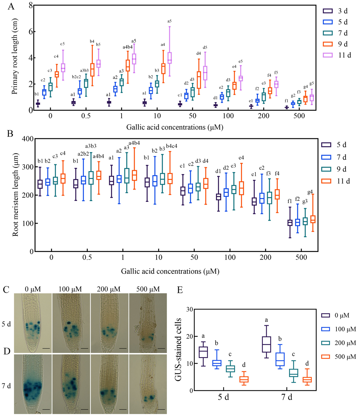 Frontiers | Gallic acid regulates primary root elongation