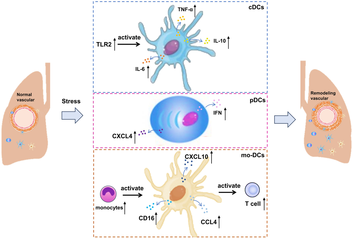 Frontiers | The role of immune cells in the pathogenesis of