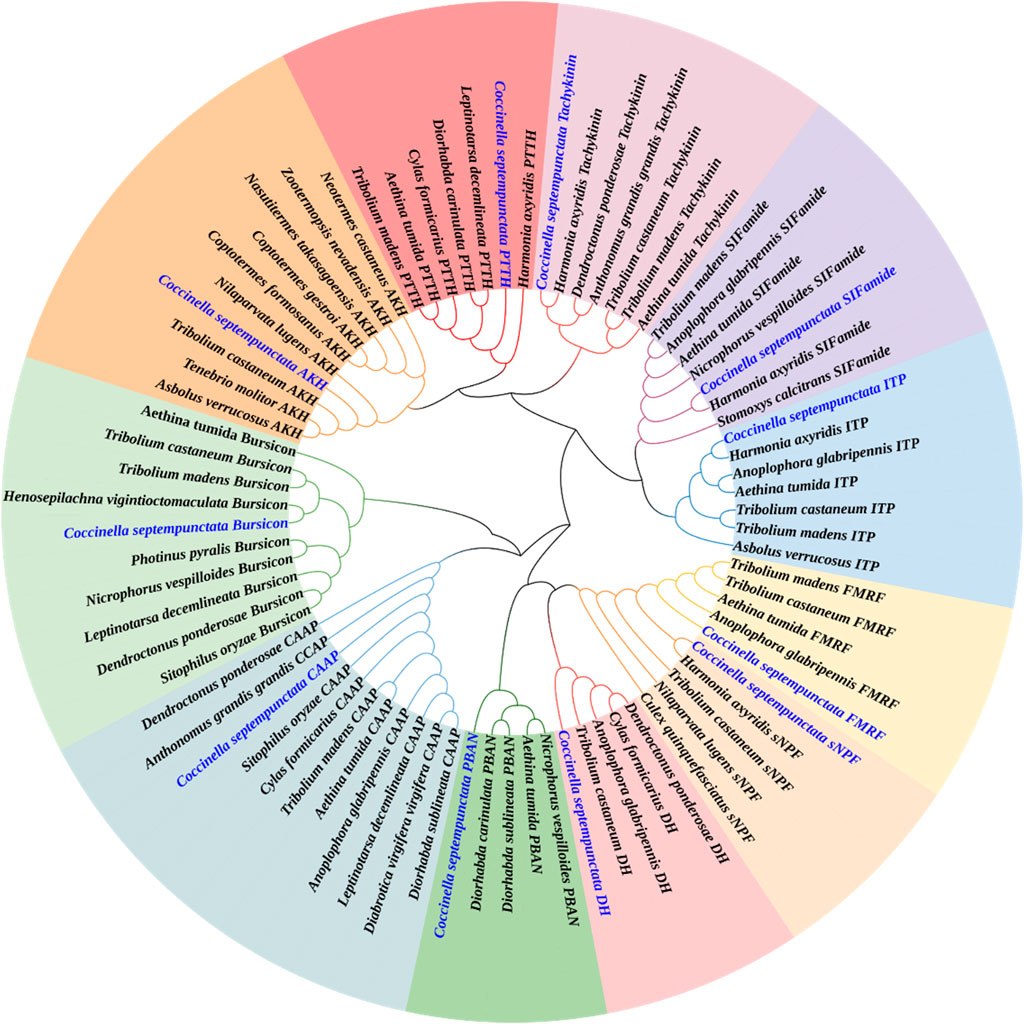 Frontiers | Identification and expression profiling of neuropeptides ...