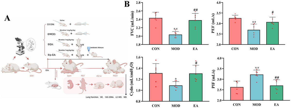 サラウーマン ZW COLLECTION デニムキモノシャツ - ブルー | ZARA Japan / 日本