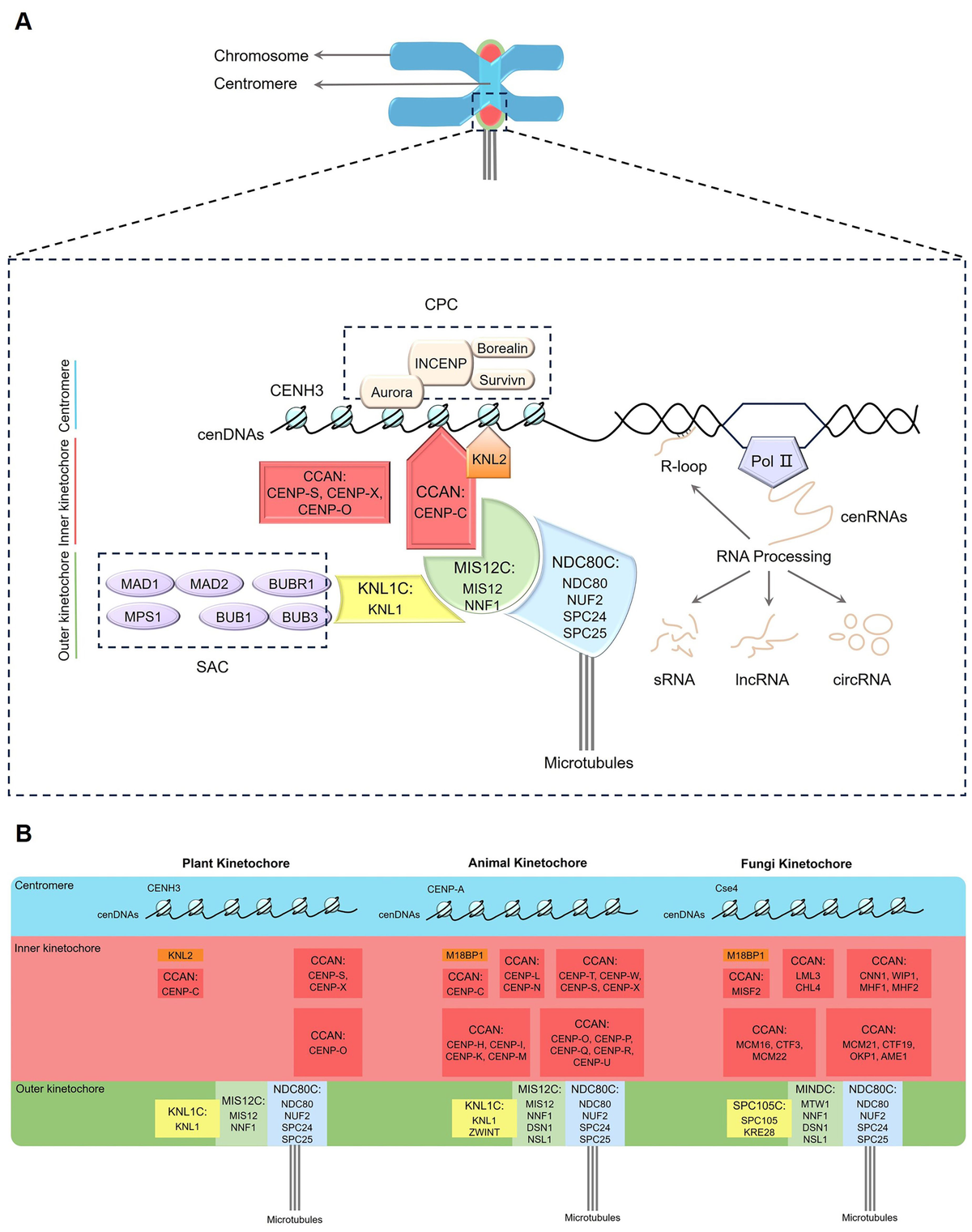 期間限定お値下げ！　ＰＬＡＮＴ　ＣＨＲＯＭＯＳＯＭＥ　ＥＮＧＩＮＥＥＲＩＮＧ Plant chromosome engineering – past, present and future