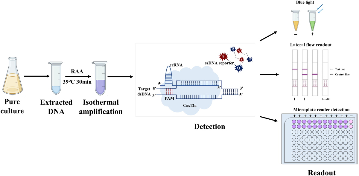 oO様 The role of N6-methyladenosine-modified non-coding RNAs in