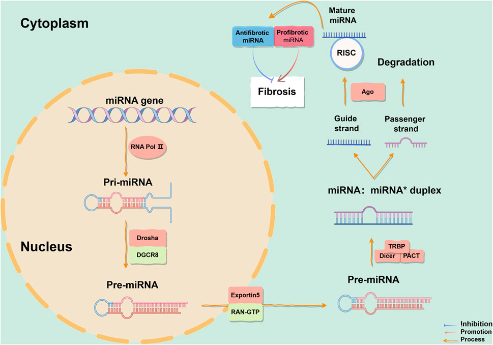 Frontiers | Revisiting the role of MicroRNAs in the