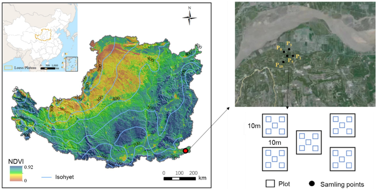 Frontiers | Effects of cropland-to-orchard conversion on